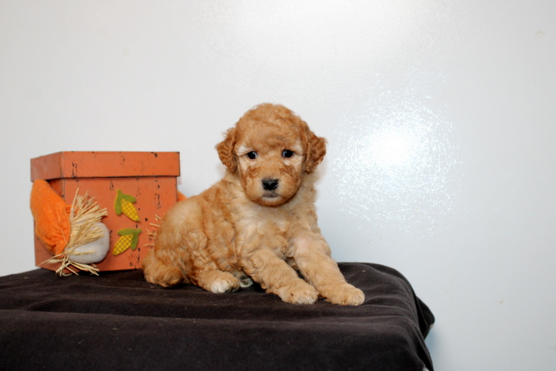 puppy, for, sale, Mini Goldendoodle F2B, Matthew B. Stoltzfus, dog, breeder, Gap, PA, dog-breeder, puppy-for-sale, forsale, nearby, find, puppyfind, locator, puppylocator, aca